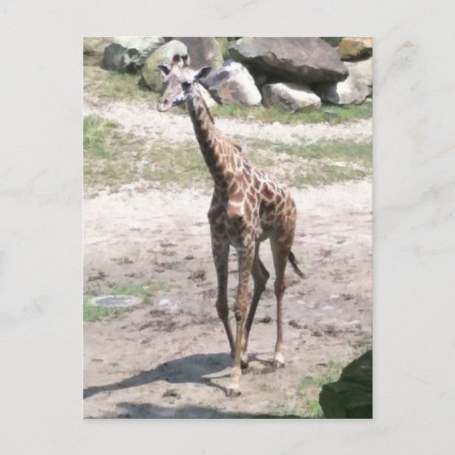 Foto de uma girafa bebê andando na natureza cartão (Frente)