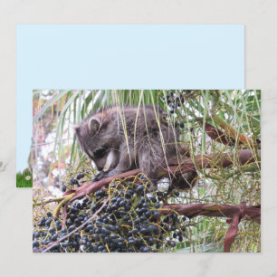 Foto de uma jovem oração de almoço do Raccoon