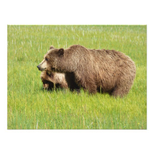 Foto de urso pardo e filhote em cetim 24x18
