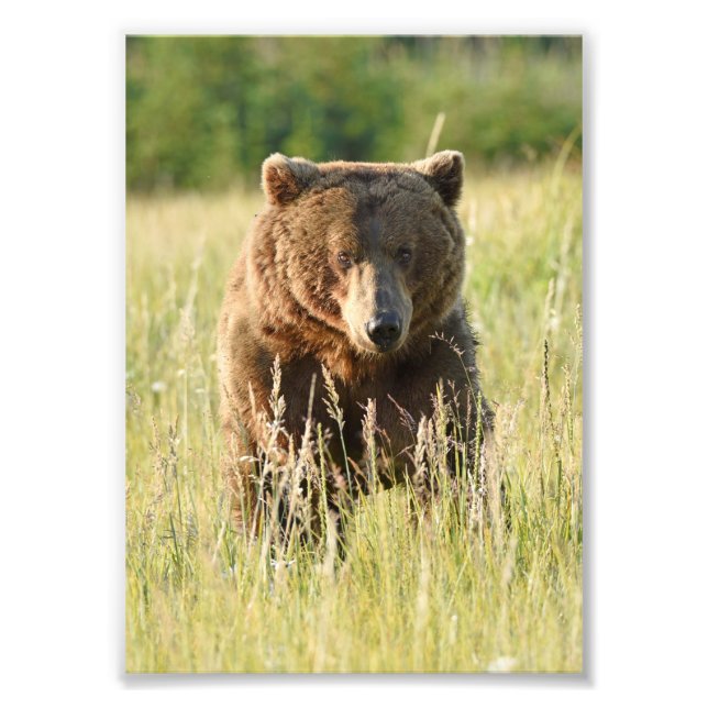 Foto de urso-pardo em cetim 5x7 (Frente)