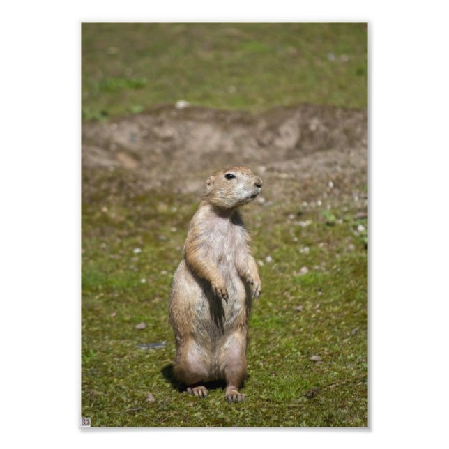 Foto de Vida Selvagem de Cão-da-pradaria-de-cauda- (Frente)