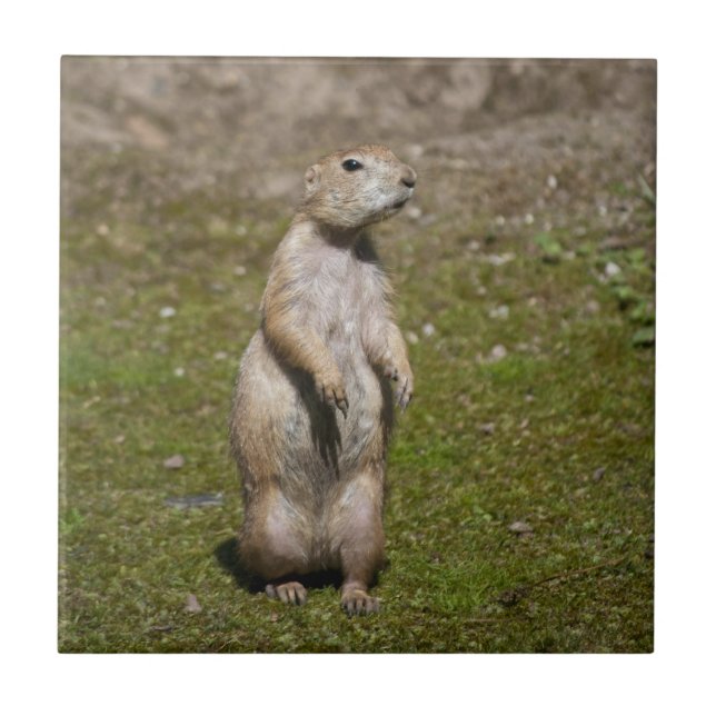Foto de Vida Selvagem de Cão-da-pradaria-de-cauda- (Frente)