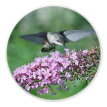 Foto de Vida Selvagem de Voo Floral Rosa Hummingbi