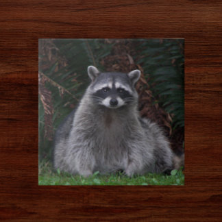 Foto de Wildlife na Floresta Cura