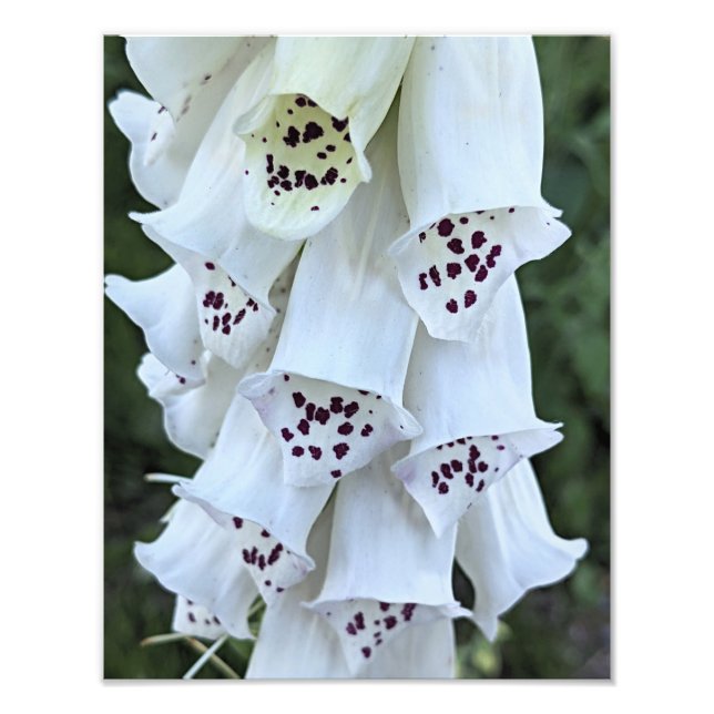 Foto Dedal-de-Rabo-de-Raposa-Branco-Com-Manchas-Rosas F (Frente)