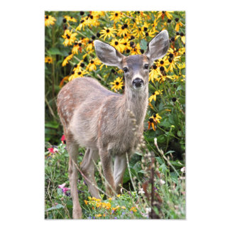 Foto Deer Fawn no Jardim Flor