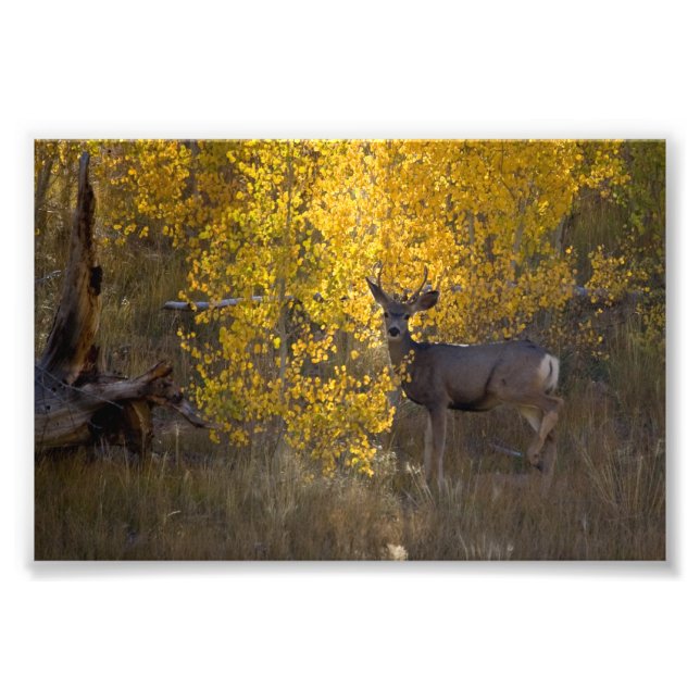 Foto Deer - Grand Canyon National Park - Arizona (Frente)