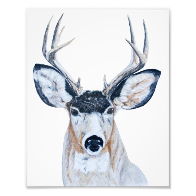 Foto Deer Head in Pencil (Frente)