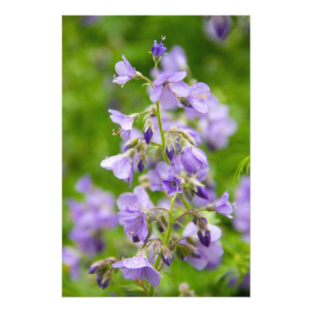 Foto Delicar flores azuis num campo verde num primavera (Frente)