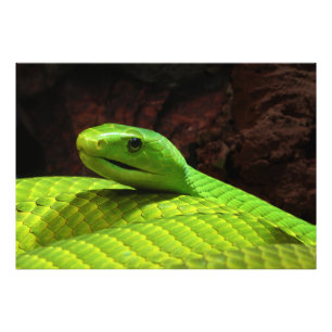 Foto Dendroaspis oriental Angusticeps da mamba verde