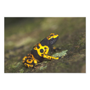 Foto Dendrobates, Sapo de Dart Venenoso de Banda Amarel