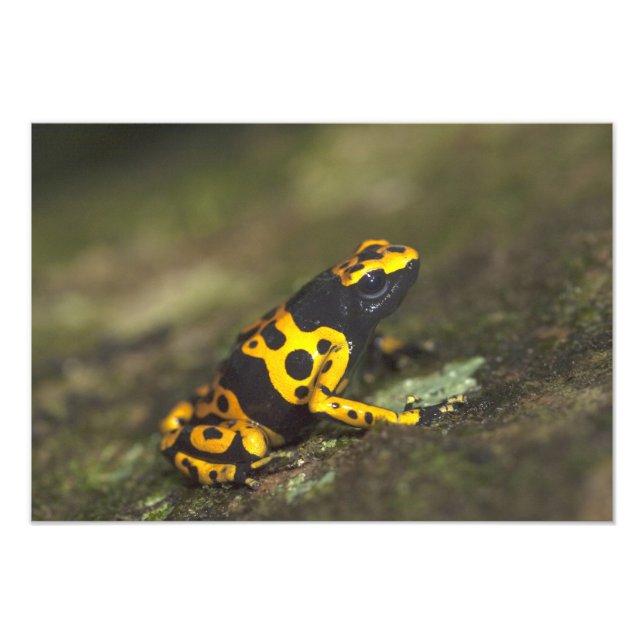 Foto Dendrobates, Sapo de Dart Venenoso de Banda Amarel (Frente)