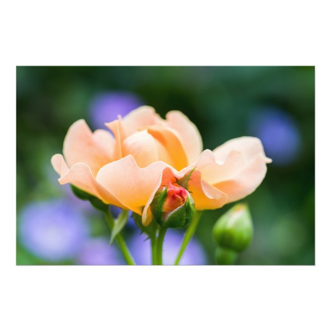 Foto desejo de desdobramento (Frente)