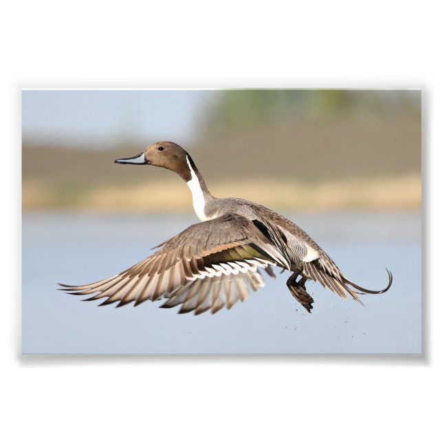 Foto Desenhar Pato De Pintail Em Voo (Frente)