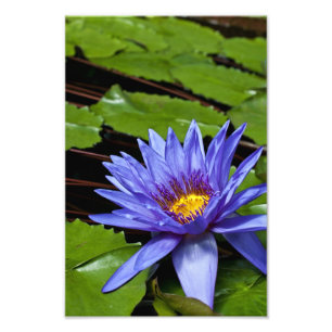 Foto Desenho Botânico Floral de Nenúfar Tropical