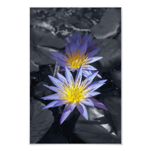 Foto Desenho Botânico Floral de Nenúfar Tropical (Frente)