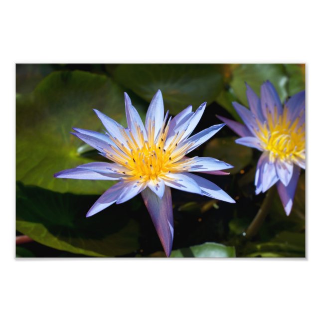 Foto Desenho Botânico Floral de Nenúfar Tropical (Frente)