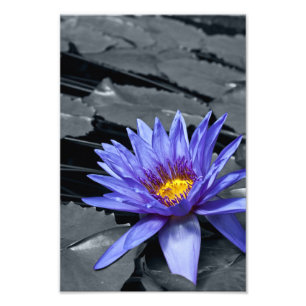 Foto Desenho Botânico Floral de Nenúfar Tropical