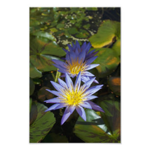 Foto Desenho Botânico Floral de Nenúfar Tropical