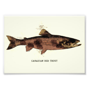 Foto Desenho da Ilustração da Trout Vermelha Canadense