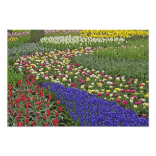 Foto Desenho de jardim de Jacinto de Uva e tulipas,