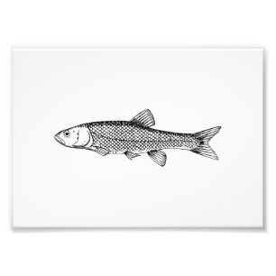 Foto Desenho dos peixes do caboz