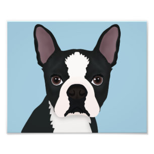Foto desenhos animados do terrier de Boston