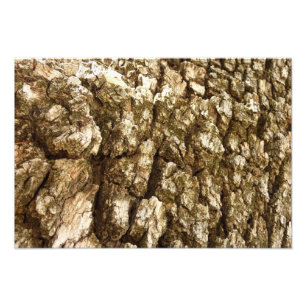 Foto Design de Textura Natural II Casca de Árvore