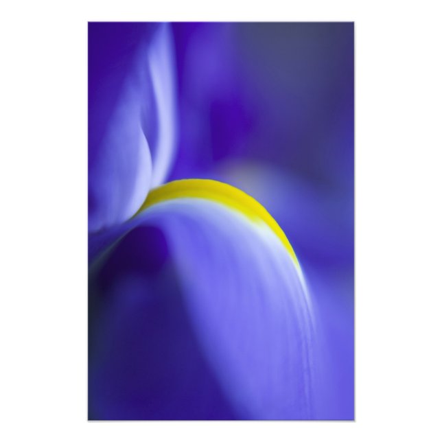 Foto Detalhe aproximado de uma íris Blue Flag. (Frente)
