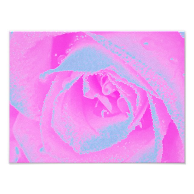 Foto Detalhe de Rosa Rosa Perfeito e Azul Claro (Frente)