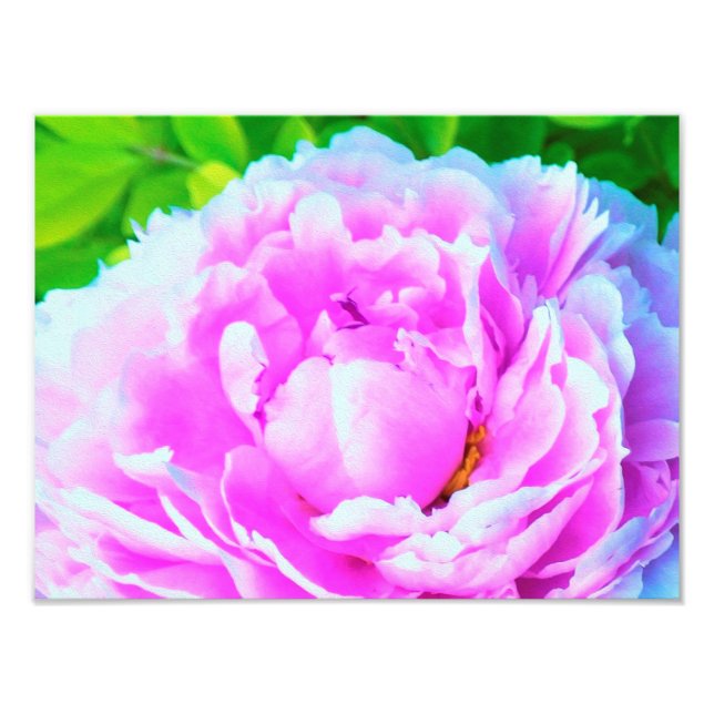 Foto Detalhe Deslumbrante da Flor de Peônia Dupla Rosa (Frente)