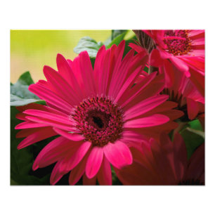Foto Detalhes da margarida rosa