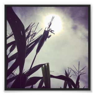 Foto Deus do Sun-Milho