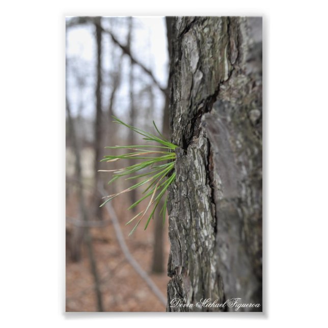 Foto Devin Michael Figueroa 00010 (Frente)