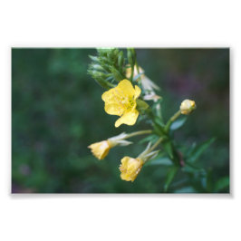 Foto Dew Drop Intima