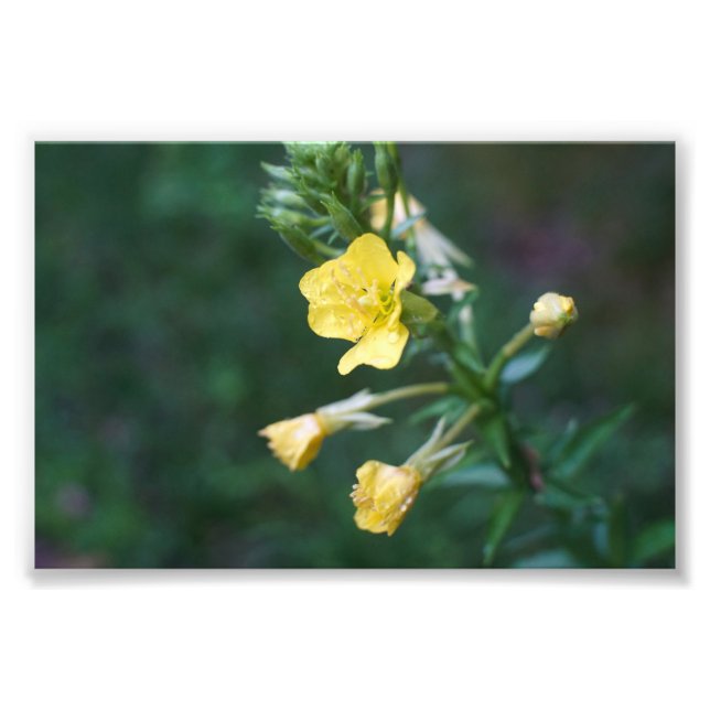 Foto Dew Drop Intima (Frente)