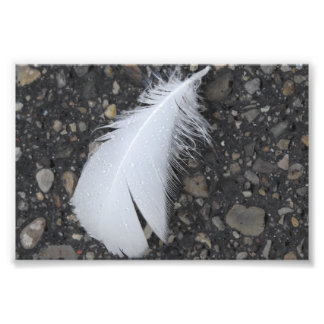 Foto Dewy White Feather