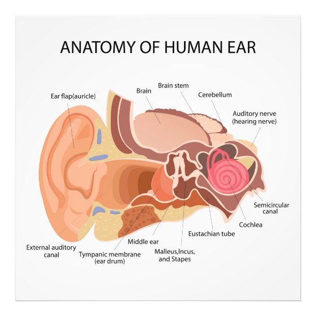 Foto Diagrama anatômico do coração (Frente)