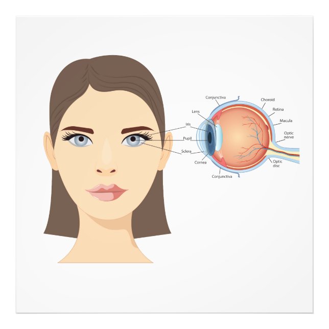 Foto Diagrama do olho humano (Frente)