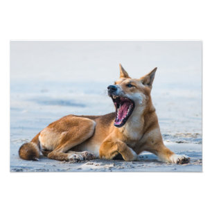 Foto Dingo de boca aberta, Ilha Fraser Austrália