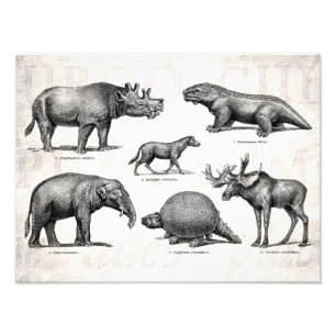 Foto Dinossauros retros da ilustração velha do