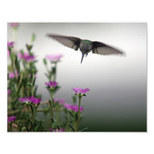 Foto Dirija o primeiro colibri