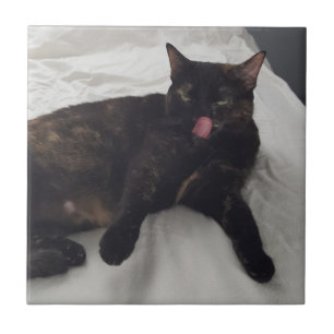 Foto divertida de gato com língua de fora, azulejo