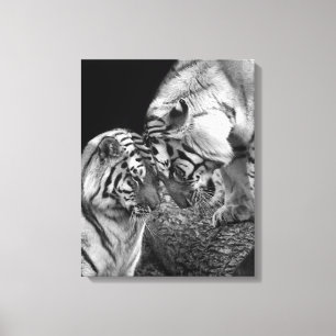 Foto do amor do tigre no envoltório das canvas