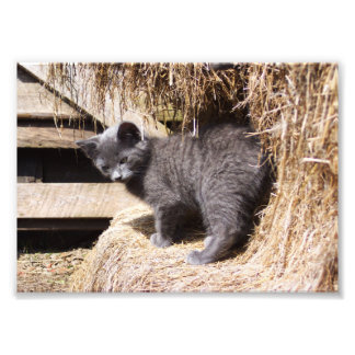 Foto do Barn Kitten
