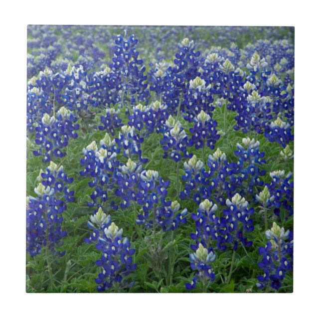 Foto do campo dos Bluebonnets de Texas (Frente)