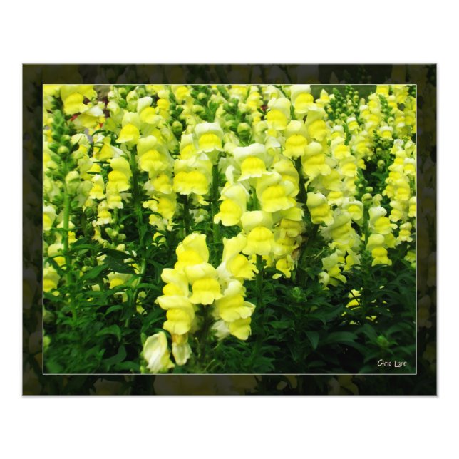 Foto do campo Snapdragon Amarelo (Frente)