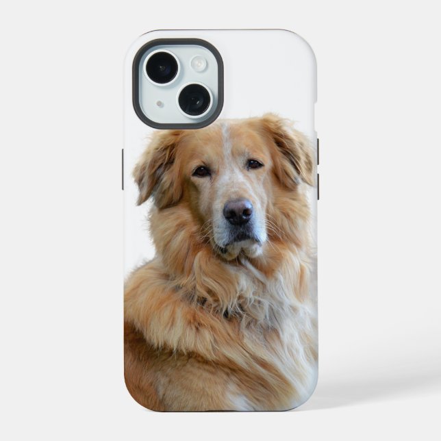 Foto do Cão Retriever Dourado (Verso)