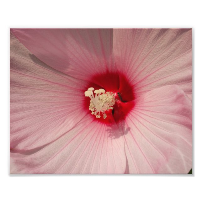 Foto do Flor de Hibiscus Kodak Professional Impres (Frente)