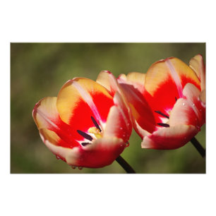 Foto do Flor de Tulip